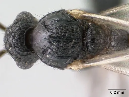 Tetramorium ranarum specimen CASENT0135637 image casent0135637_2