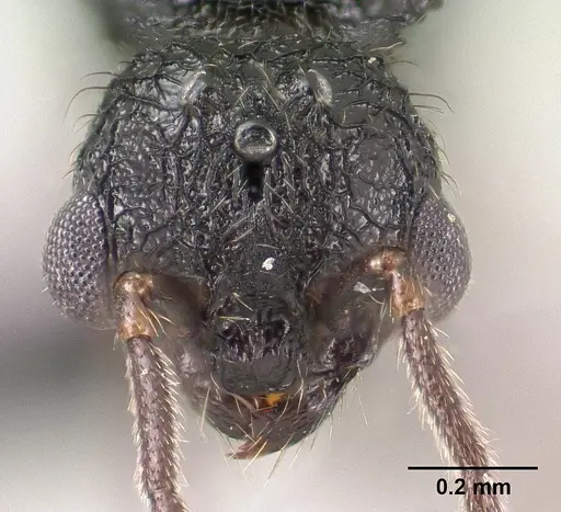 Tetramorium ranarum specimen CASENT0135637 image casent0135637_3