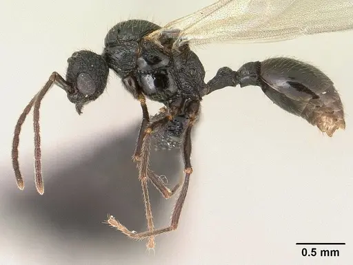 Tetramorium ranarum specimen CASENT0135637 image casent0135637_4