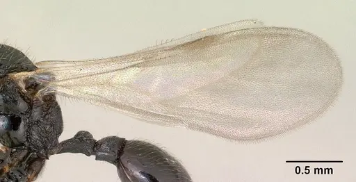 Tetramorium ranarum specimen CASENT0135637 image casent0135637_5