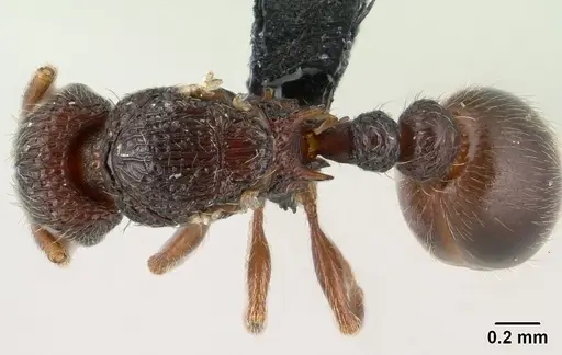 Tetramorium ranarum specimen CASENT0145238 image casent0145238_1