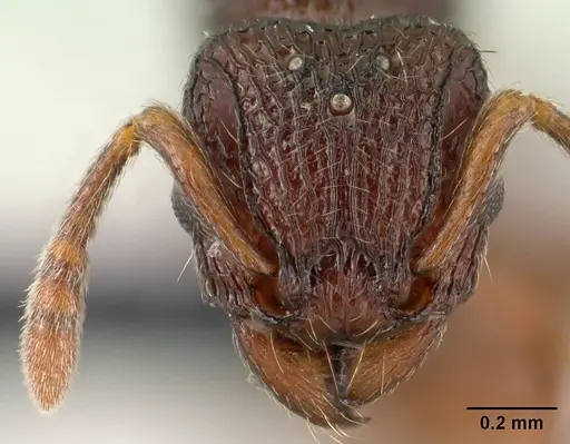 Tetramorium ranarum specimen CASENT0145238 image casent0145238_2