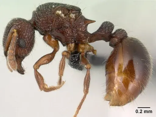 Tetramorium ranarum specimen CASENT0145238 image casent0145238_3
