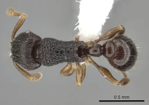 Tetramorium ranarum specimen CASENT0218066 image casent0218066_1
