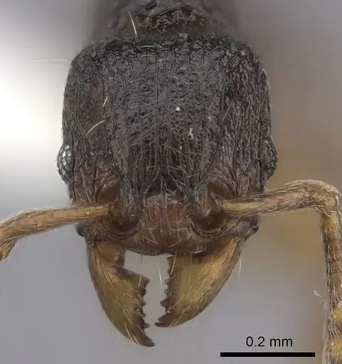 Tetramorium ranarum specimen CASENT0218066 image casent0218066_2