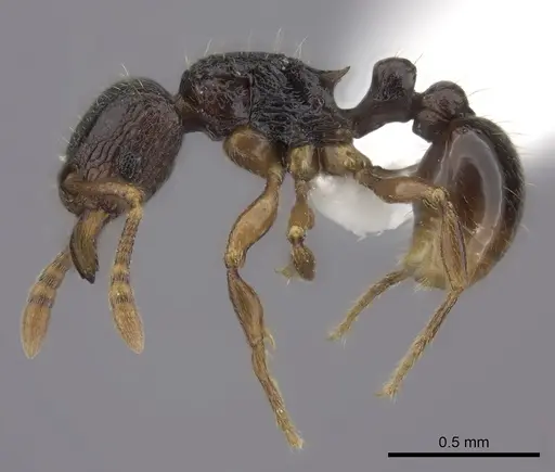 Tetramorium ranarum specimen CASENT0218066 image casent0218066_3