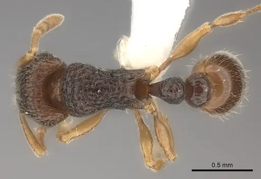 Tetramorium ranarum specimen CASENT0218068 image casent0218068_1