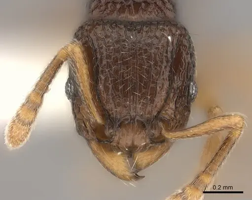 Tetramorium ranarum specimen CASENT0218068 image casent0218068_2