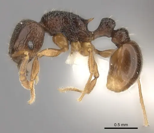 Tetramorium ranarum specimen CASENT0218068 image casent0218068_3