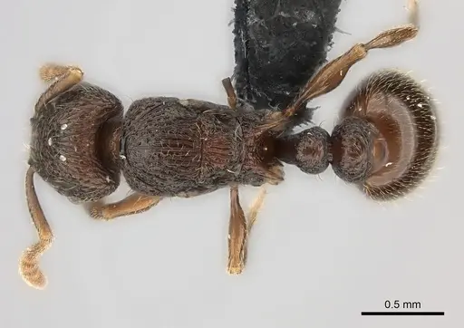 Tetramorium ranarum specimen CASENT0430867 image casent0430867_1