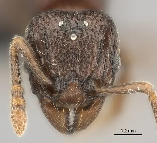 Tetramorium ranarum specimen CASENT0430867 image casent0430867_2