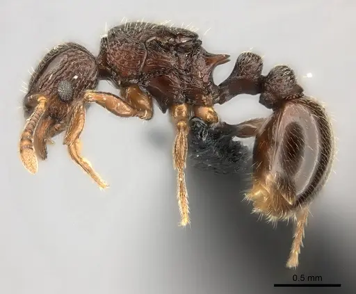 Tetramorium ranarum specimen CASENT0430867 image casent0430867_3