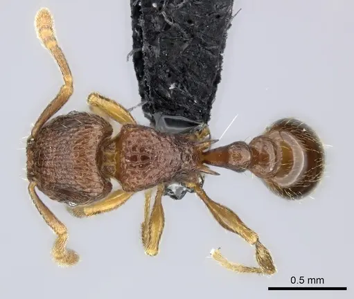 Tetramorium ranarum specimen CASENT0484376 image casent0484376_1