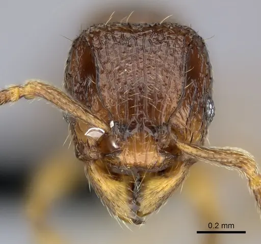Tetramorium ranarum specimen CASENT0484376 image casent0484376_2