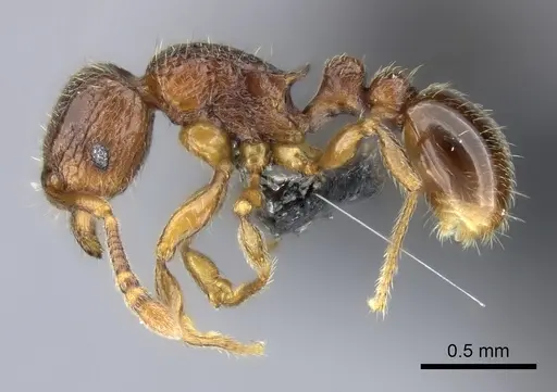Tetramorium ranarum specimen CASENT0484376 image casent0484376_3