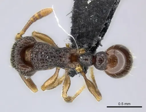 Tetramorium ranarum specimen CASENT0484541 image casent0484541_1