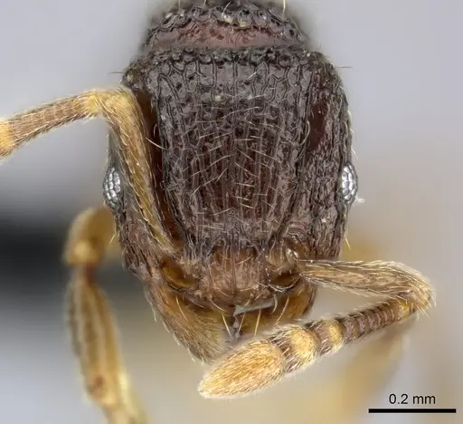 Tetramorium ranarum specimen CASENT0484541 image casent0484541_2