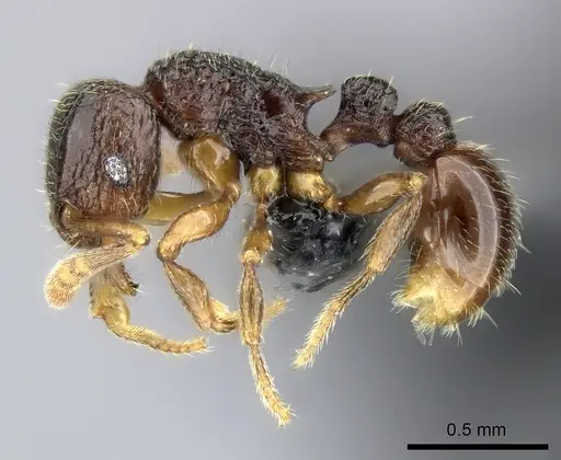 Tetramorium ranarum specimen CASENT0484541 image casent0484541_3