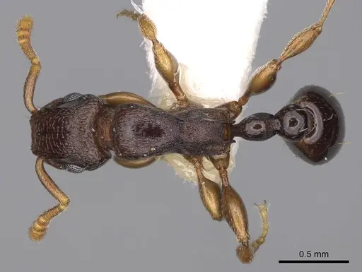 Tetramorium raptor specimen CASENT0195628 image casent0195628_1