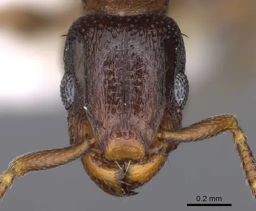 Tetramorium raptor specimen CASENT0195628 image casent0195628_2