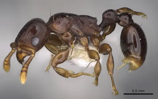 Tetramorium raptor specimen CASENT0195628 image casent0195628_3