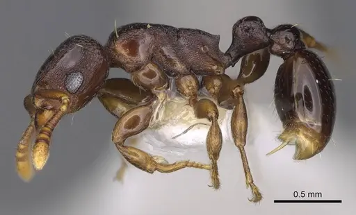 Tetramorium raptor specimen CASENT0195628 image casent0195628_4