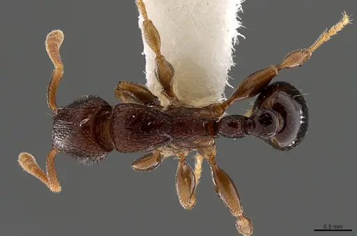 Tetramorium raptor specimen CASENT0195634 image casent0195634_1