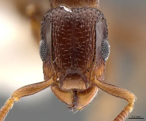 Tetramorium raptor specimen CASENT0195634 image casent0195634_2
