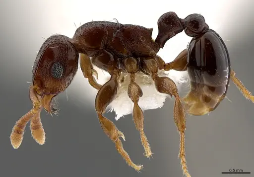 Tetramorium raptor specimen CASENT0195634 image casent0195634_3