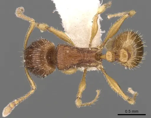 Tetramorium regulare specimen CASENT0901187 image casent0901187_1
