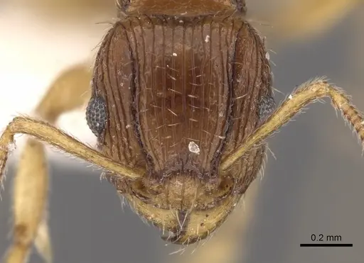 Tetramorium regulare specimen CASENT0901187 image casent0901187_2