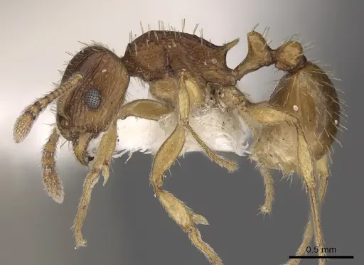 Tetramorium regulare specimen CASENT0901187 image casent0901187_3