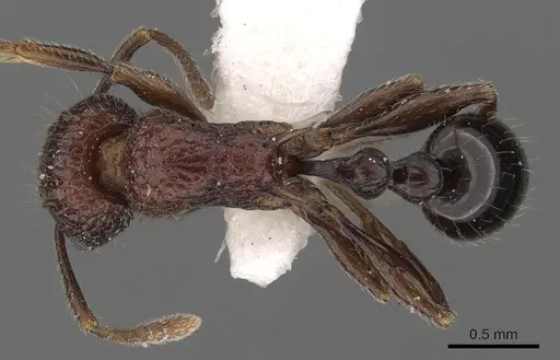Tetramorium rekhefe specimen CASENT0901087 image casent0901087_1