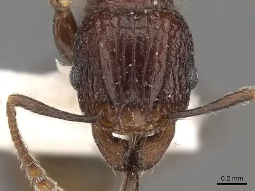 Tetramorium rekhefe specimen CASENT0901087 image casent0901087_2