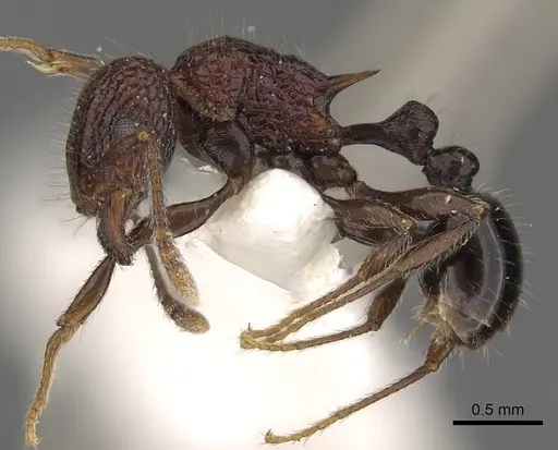 Tetramorium rekhefe specimen CASENT0901087 image casent0901087_3