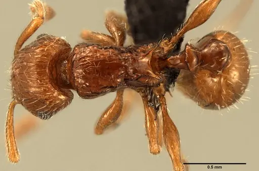 Tetramorium renae specimen CASENT0095412 image casent0095412_1