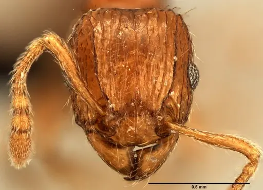 Tetramorium renae specimen CASENT0095412 image casent0095412_2