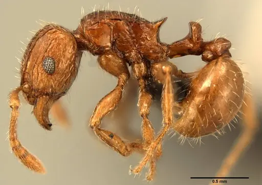 Tetramorium renae specimen CASENT0095412 image casent0095412_3