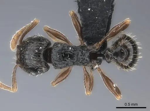 Tetramorium renae specimen CASENT0095421 image casent0095421_1