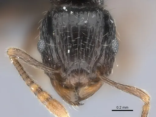 Tetramorium renae specimen CASENT0095421 image casent0095421_2