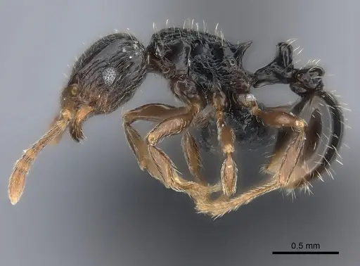 Tetramorium renae specimen CASENT0095421 image casent0095421_3