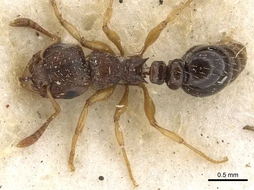 Tetramorium repentinum specimen CASENT0901118 image casent0901118_1