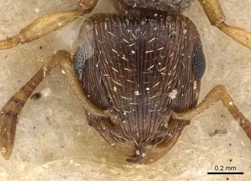 Tetramorium repentinum specimen CASENT0901118 image casent0901118_2
