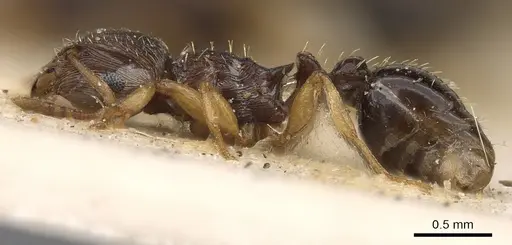 Tetramorium repentinum specimen CASENT0901118 image casent0901118_3