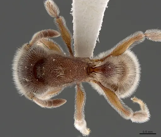 Tetramorium reptana specimen CASENT0845507 image casent0845507_1