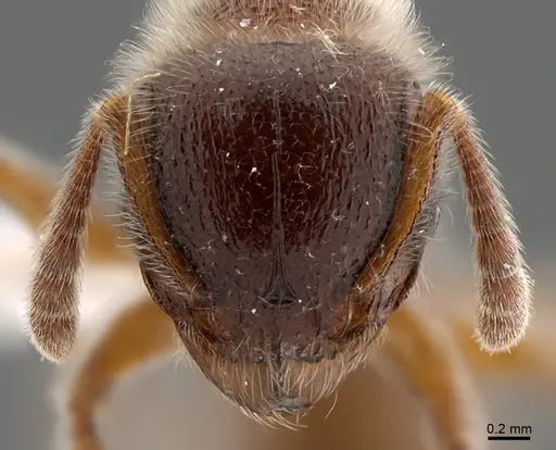 Tetramorium reptana specimen CASENT0845507 image casent0845507_2