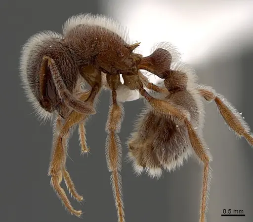 Tetramorium reptana specimen CASENT0845507 image casent0845507_3
