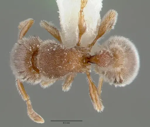 Tetramorium reptana specimen CASTYPE12784 image castype12784_1