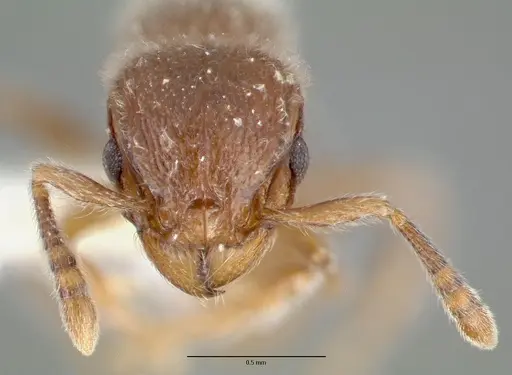Tetramorium reptana specimen CASTYPE12784 image castype12784_2