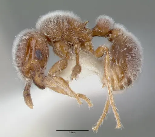 Tetramorium reptana specimen CASTYPE12784 image castype12784_3